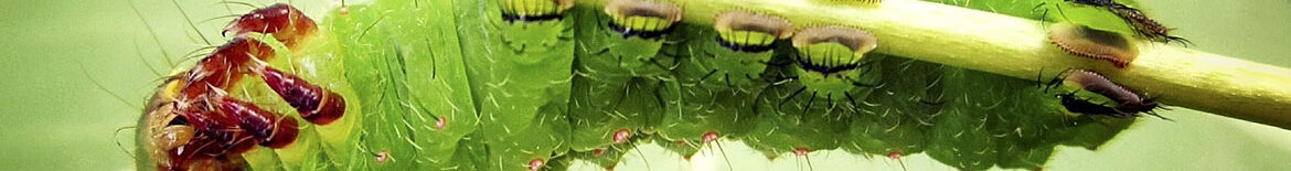 Slider-Crazy4Bugs05
