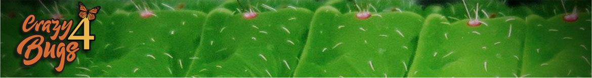cropped-masthead.jpg